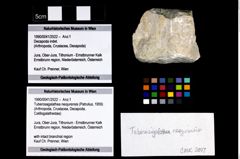 Foto (Objekt + Etikett) von Tuberosagalathea neojurensis (Patrulius, 1959)  (NHMW-GEO-1990-0041-2522)